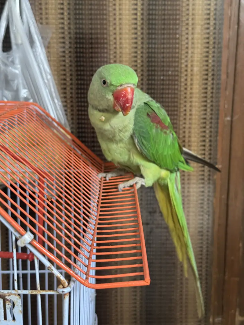 Pahari parrot — photo 2
