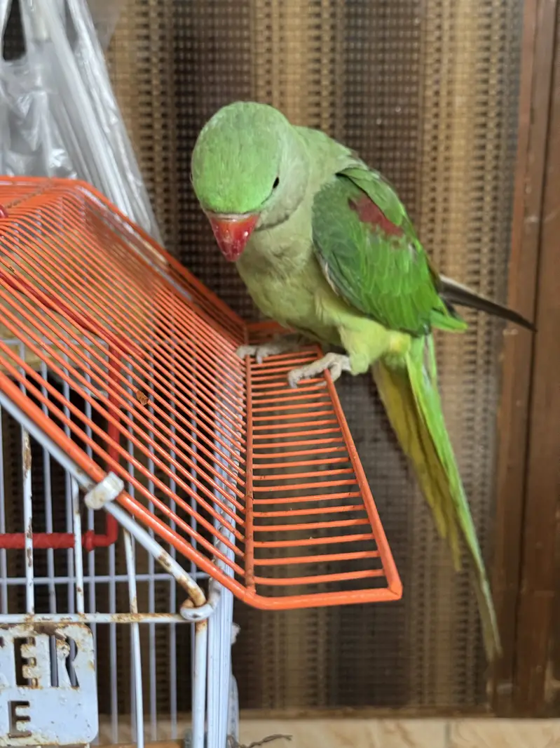 Pahari parrot — photo 3