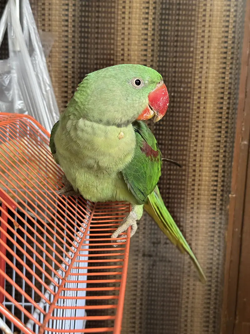 Pahari parrot — photo 4
