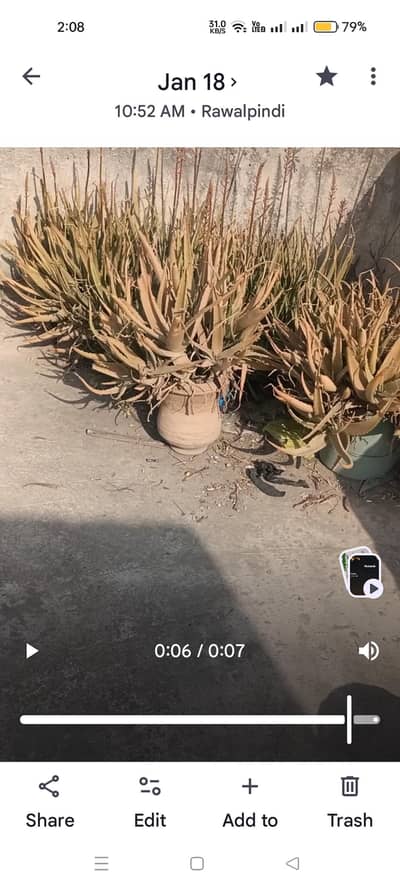 aloe Vera