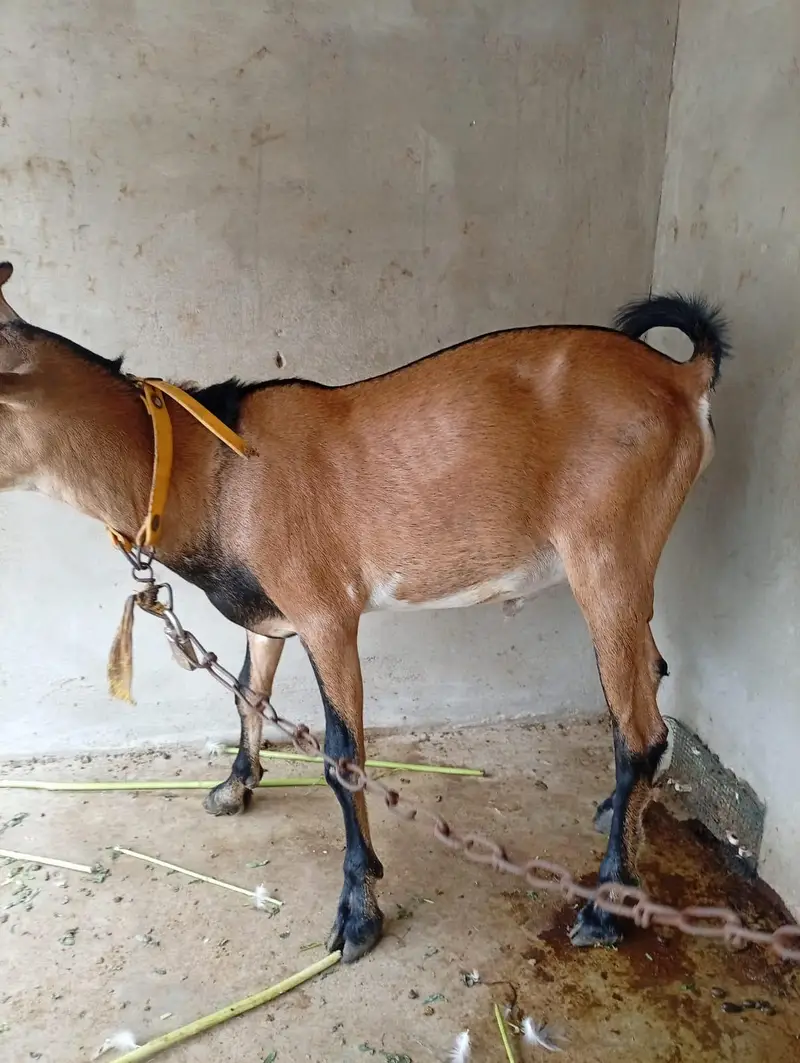 Bengali Tedda Ando Bakra With Female — photo 5