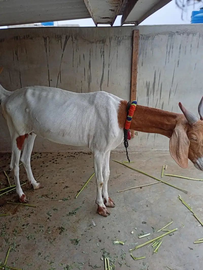 Bengali Tedda Ando Bakra With Female — photo 6