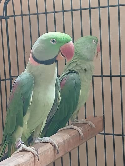 raw Alexander parrot for sell