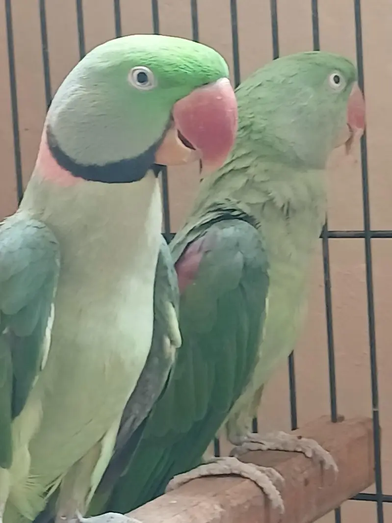 raw Alexander parrot for sell — photo 2