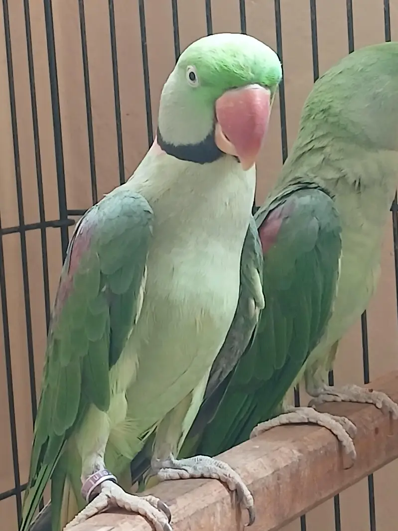 raw Alexander parrot for sell — photo 3