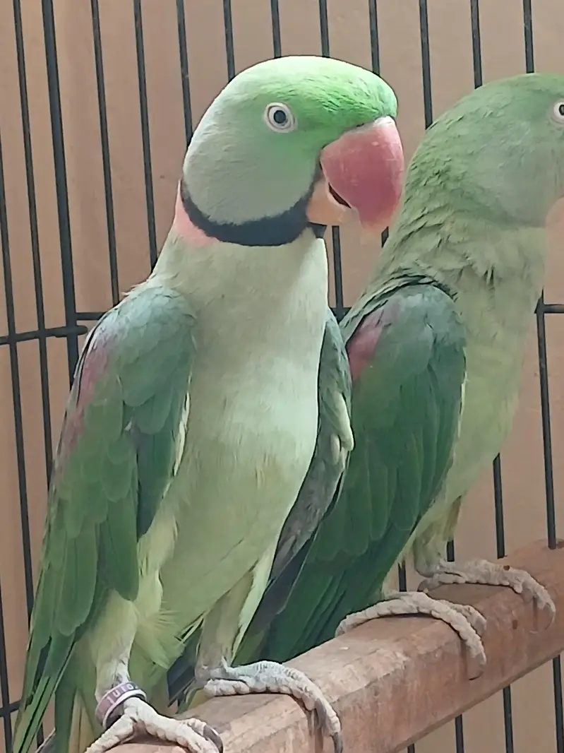 raw Alexander parrot for sell — photo 4