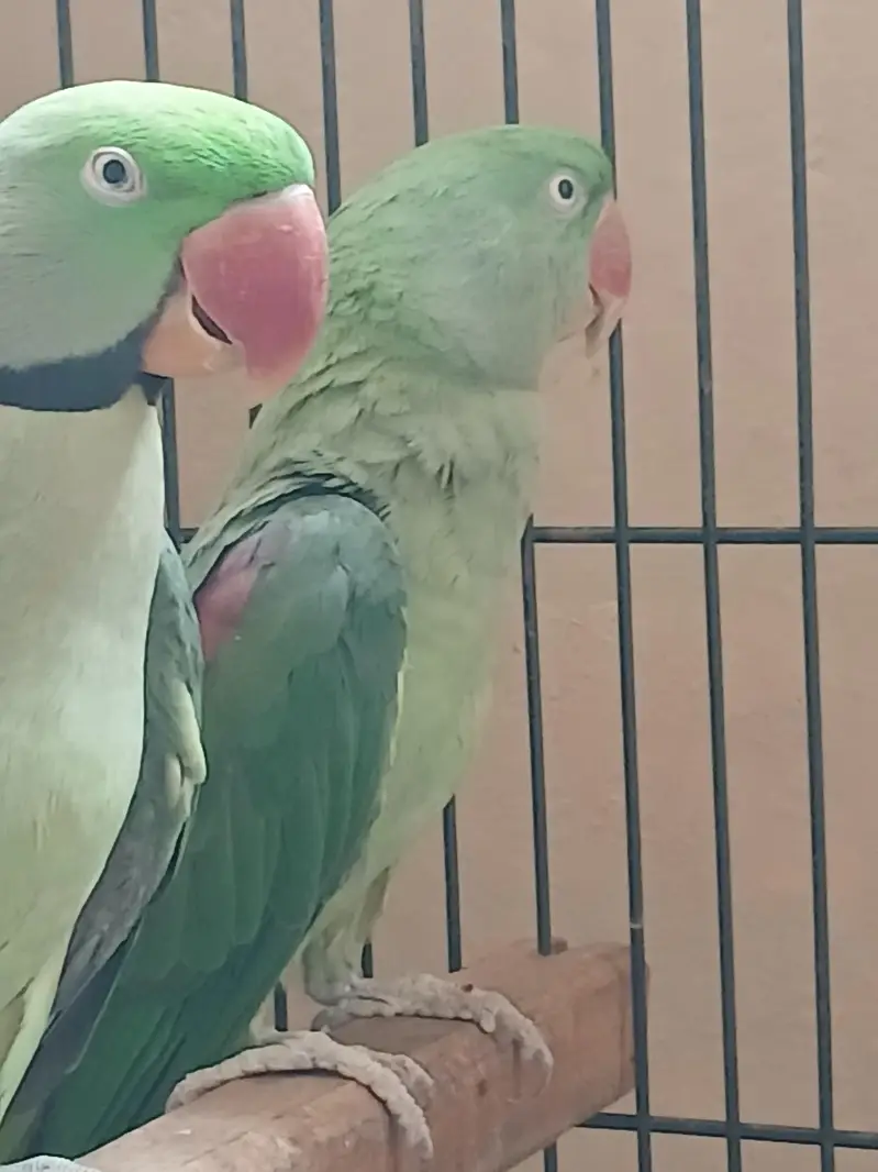 raw Alexander parrot for sell — photo 5