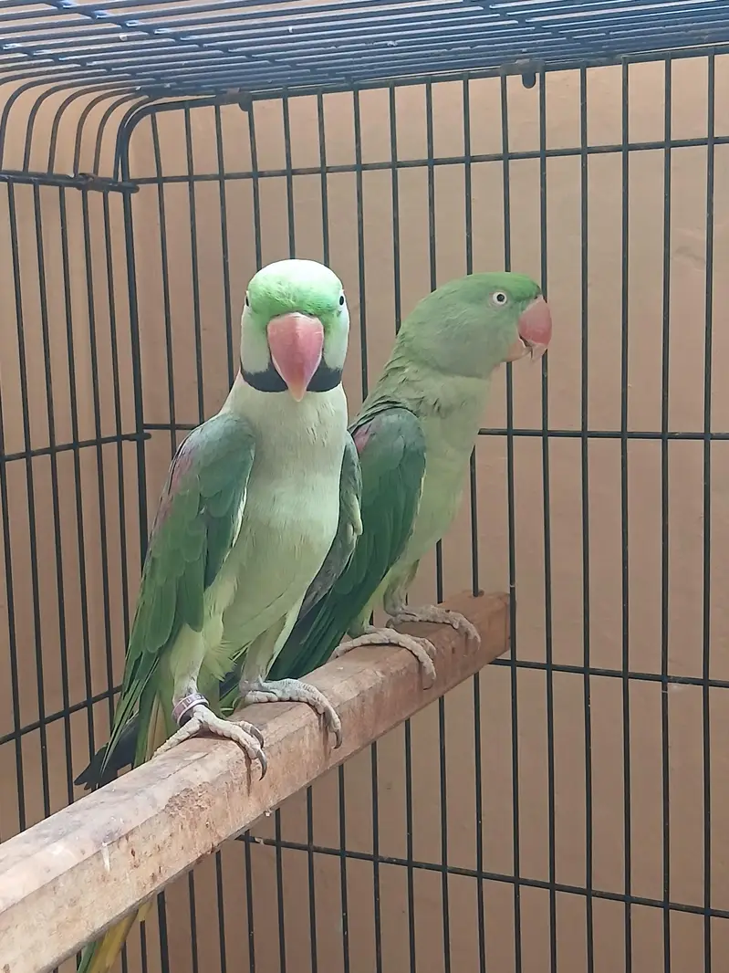 raw Alexander parrot for sell — photo 6
