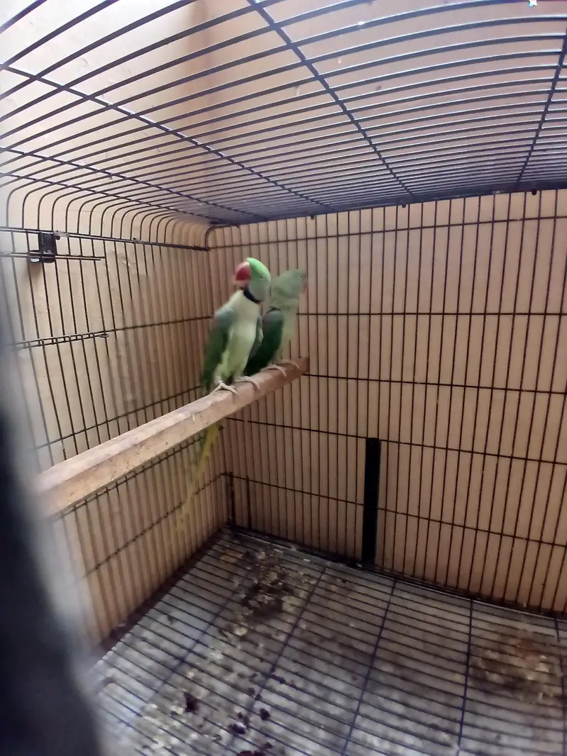 raw Alexander parrot for sell — photo 7
