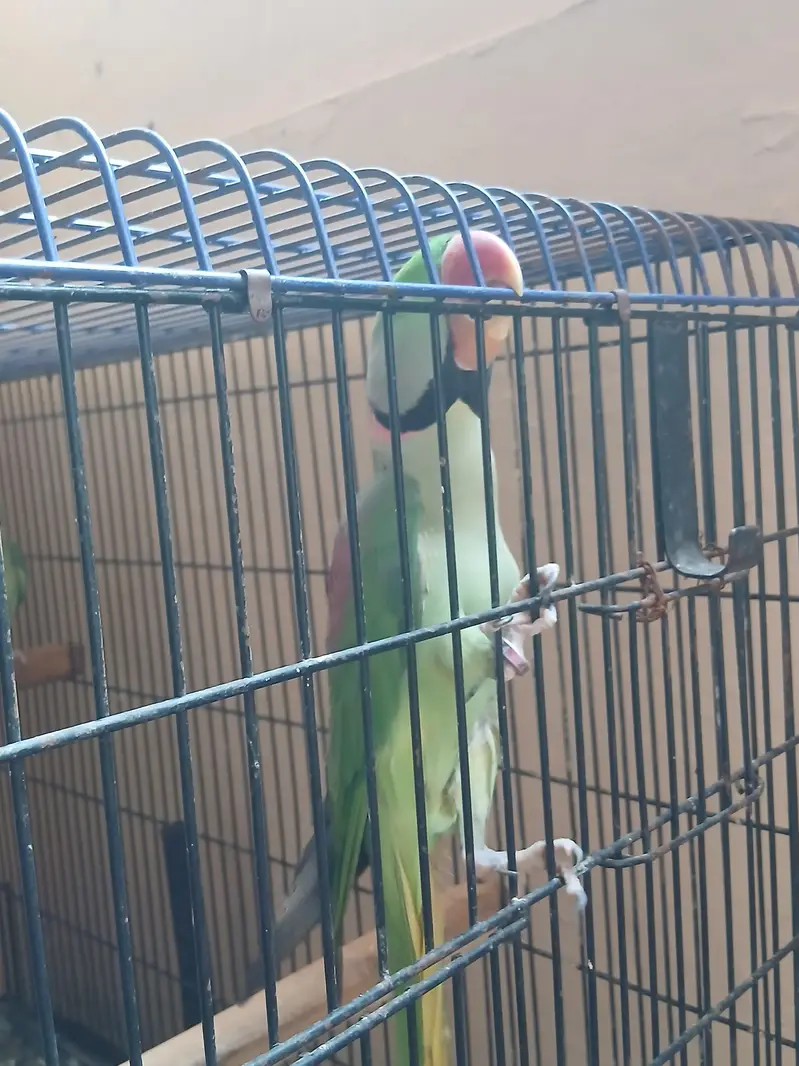 raw Alexander parrot for sell — photo 8