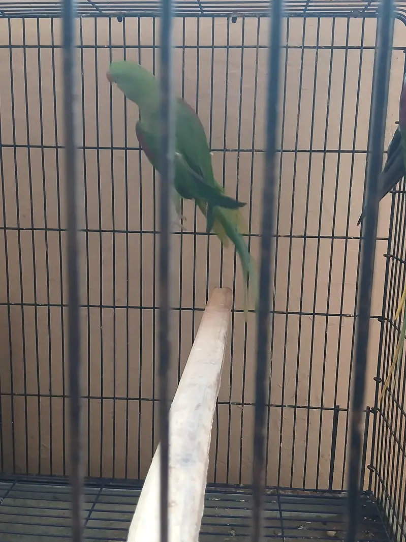 raw Alexander parrot for sell — photo 9