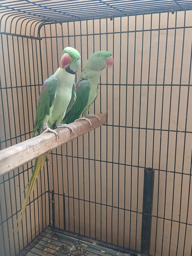 raw Alexander parrot for sell — photo 10