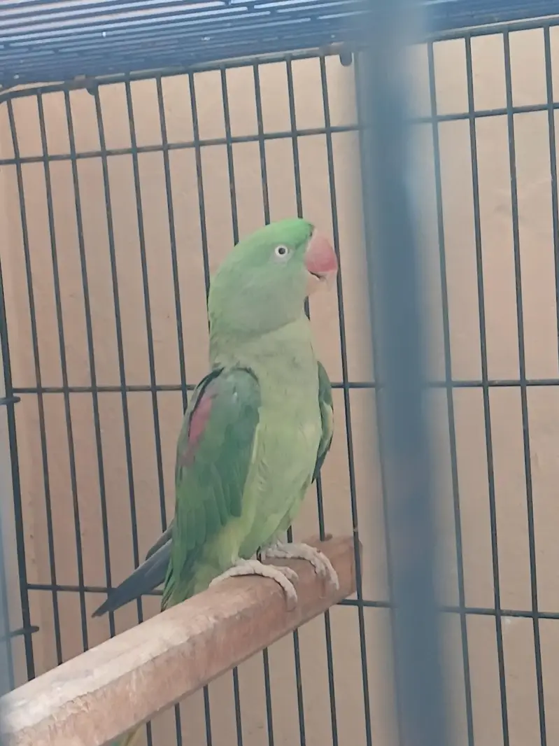 raw Alexander parrot for sell — photo 11