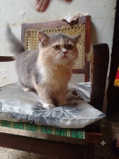 calico female kitens