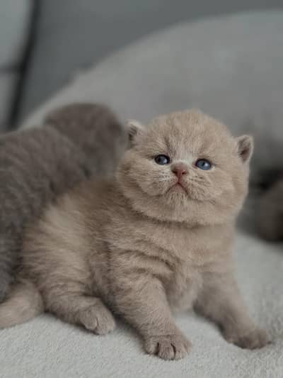Parshion punch face kittens