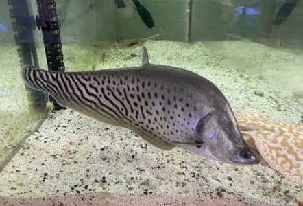Royal Knife fish