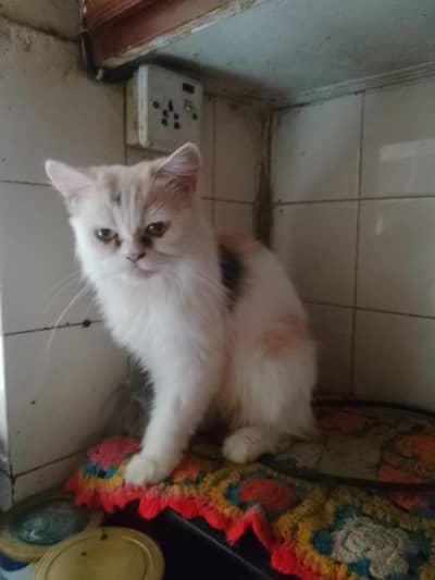 semi punch breedar cat