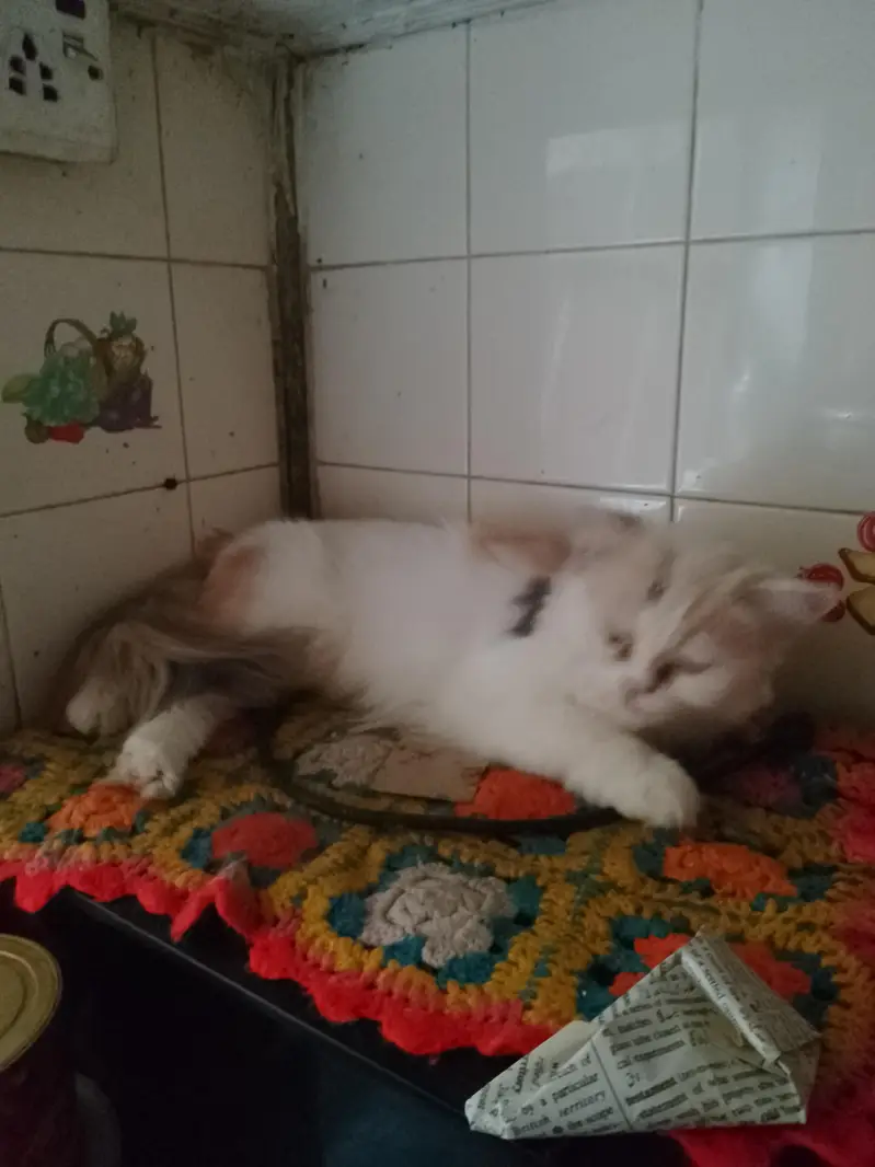 semi punch breedar cat — photo 2