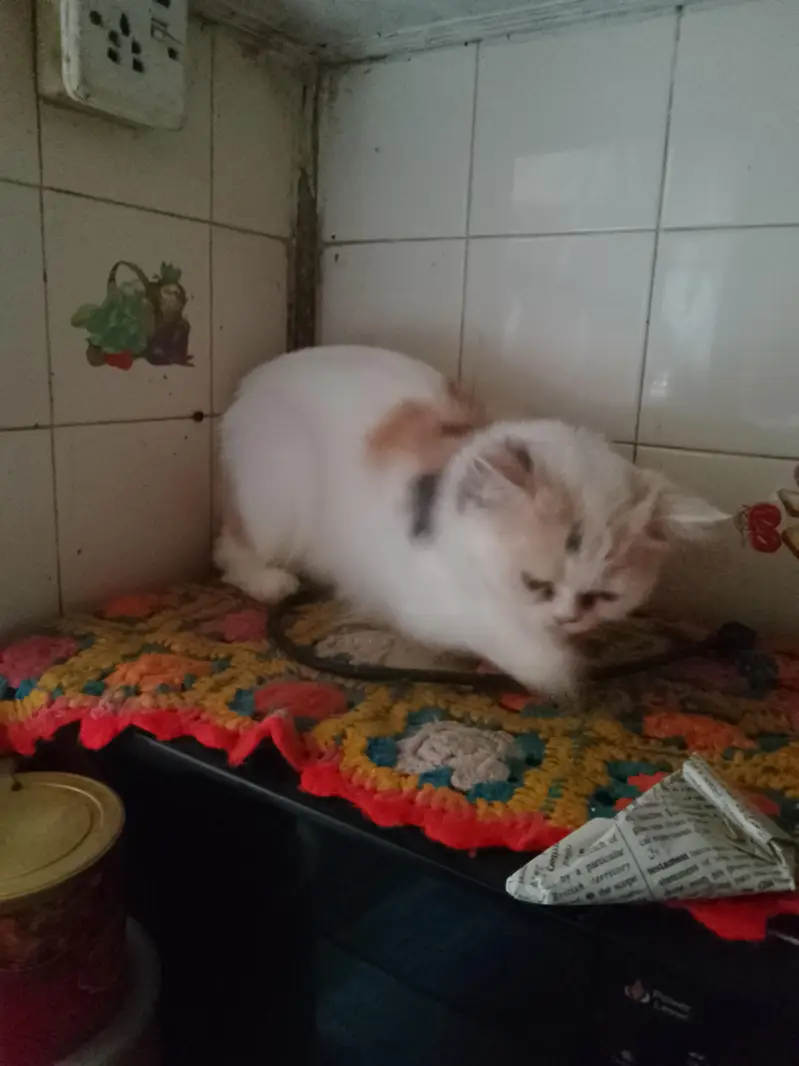 semi punch breedar cat — photo 3