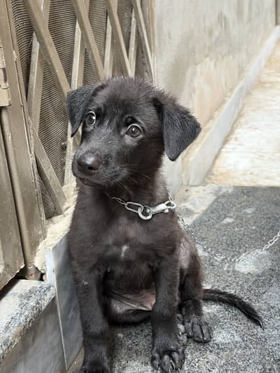 black germen shepherd puppy