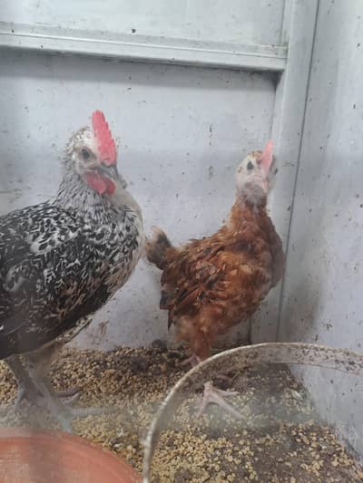 desi chicks for sale vaccinated chicks