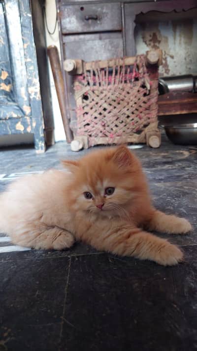 Parshion punch face kittens