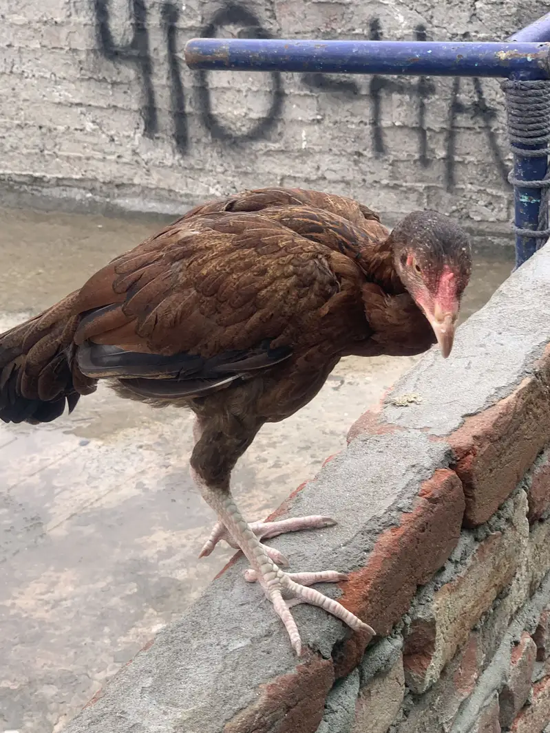 Reza aseel + chicks +hen — photo 4