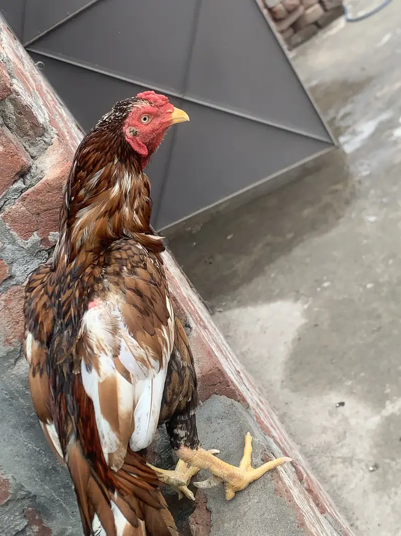 Reza aseel + chicks +hen — photo 5