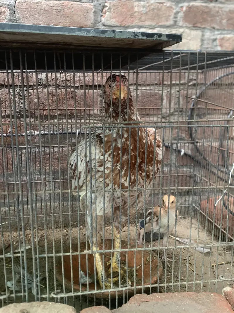 Reza aseel + chicks +hen — photo 6