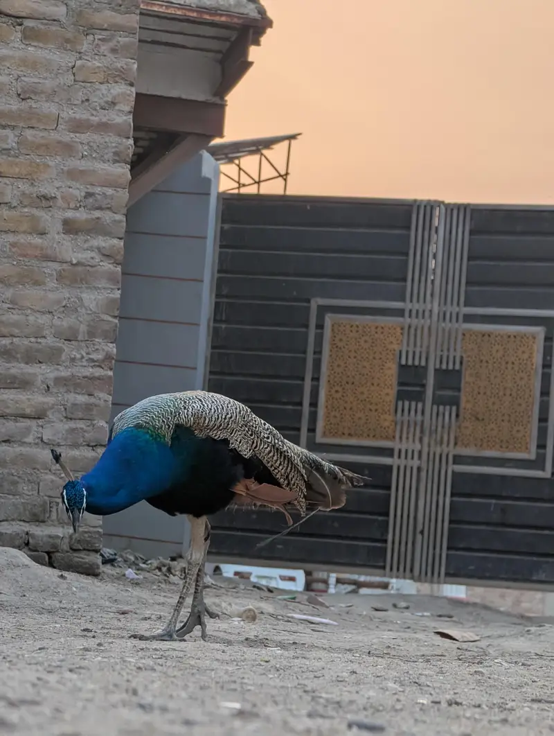 Peacock Pair for Sale" mor — photo 3