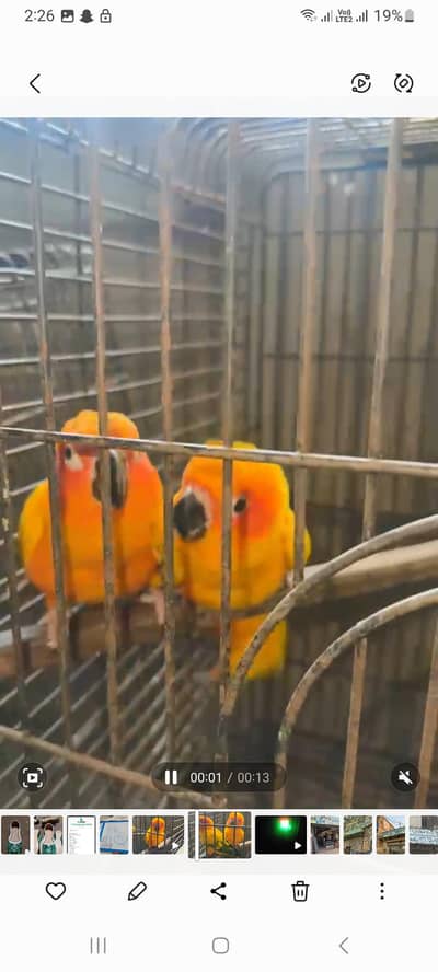 1 pair 1 female healthy bird