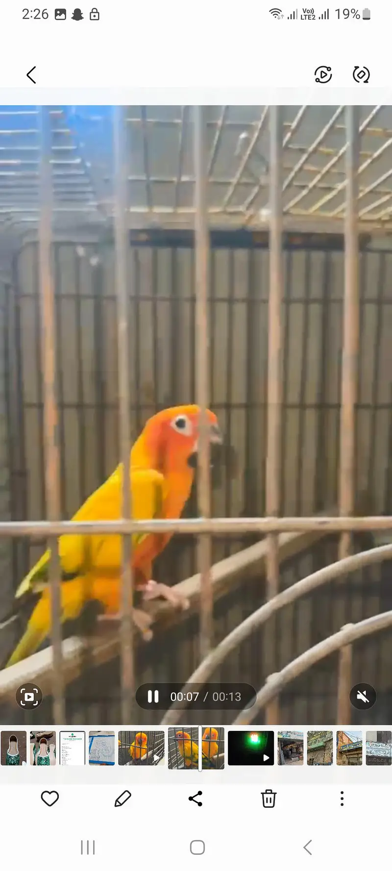 1 pair 1 female healthy bird — photo 2