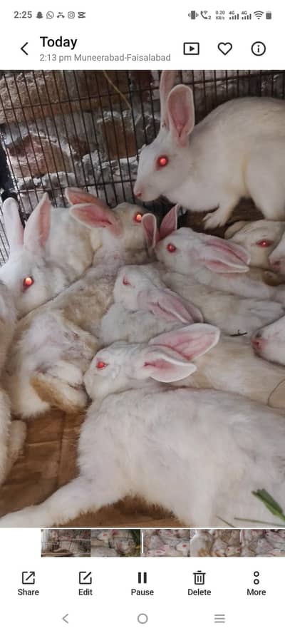 albino red eyes