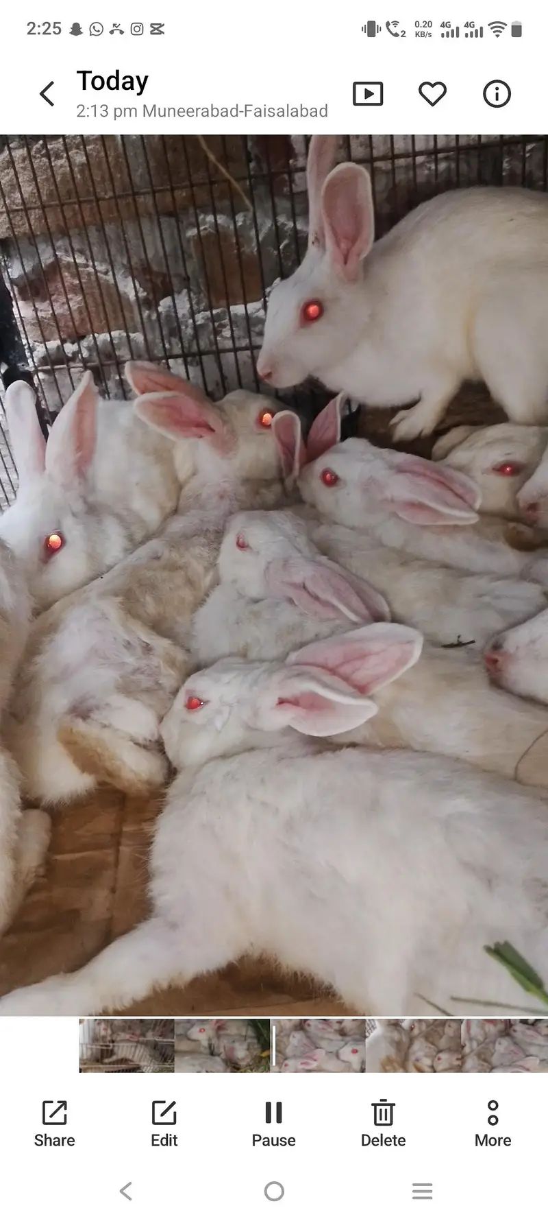 albino red eyes