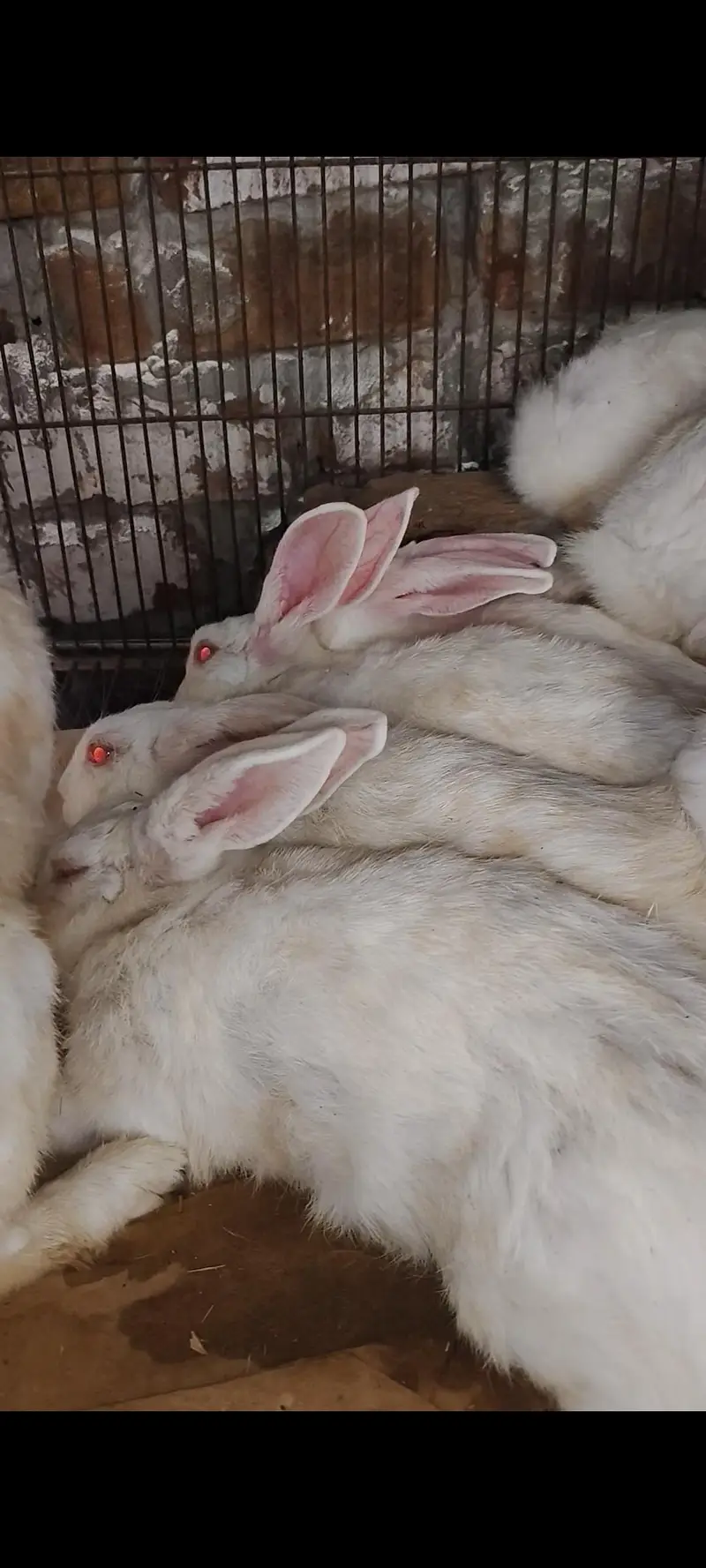 albino red eyes — photo 2