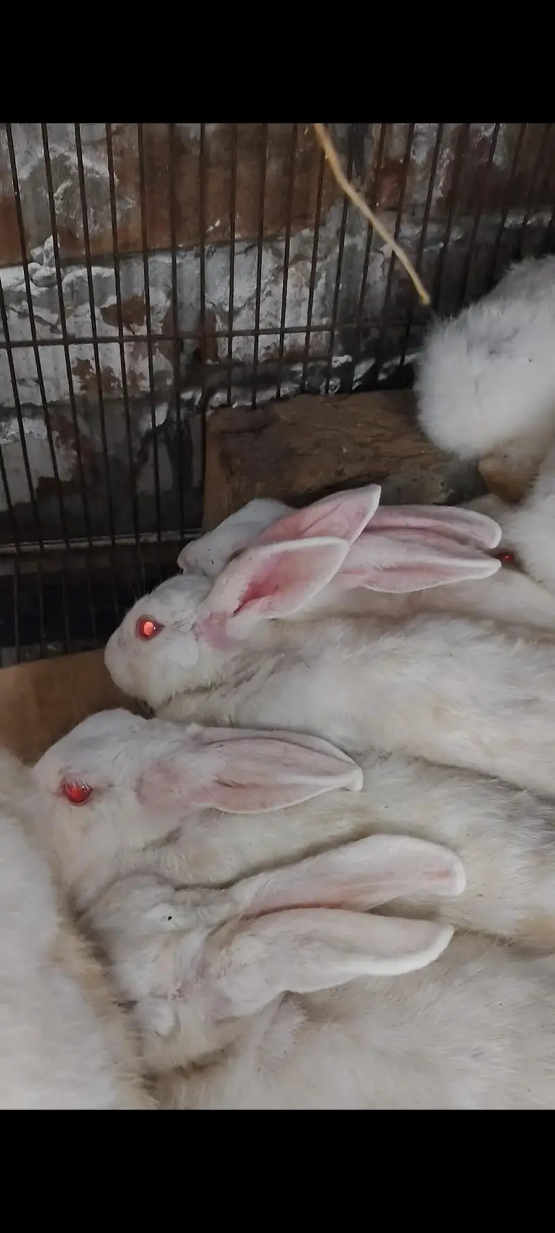 albino red eyes — photo 3
