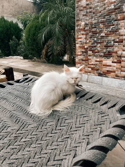 persian female cat