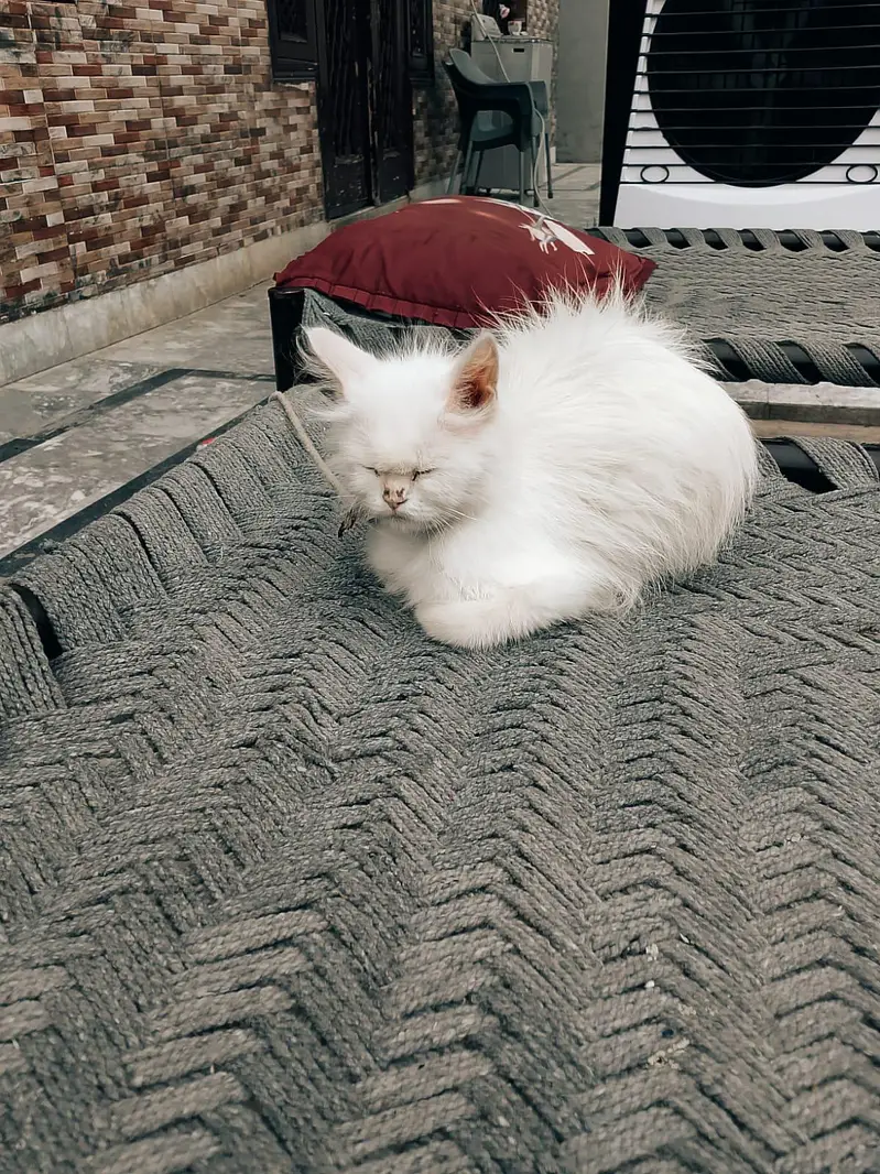 persian female cat — photo 2