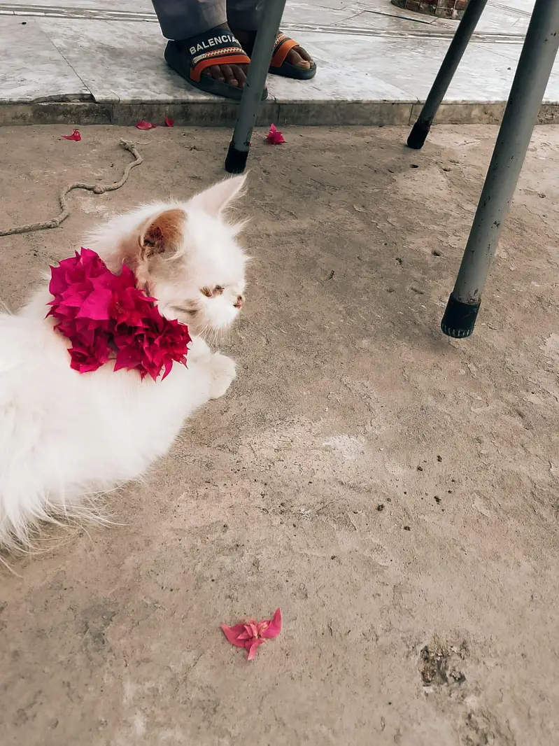 persian female cat — photo 3