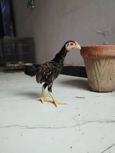 Mianwali Aseel Female