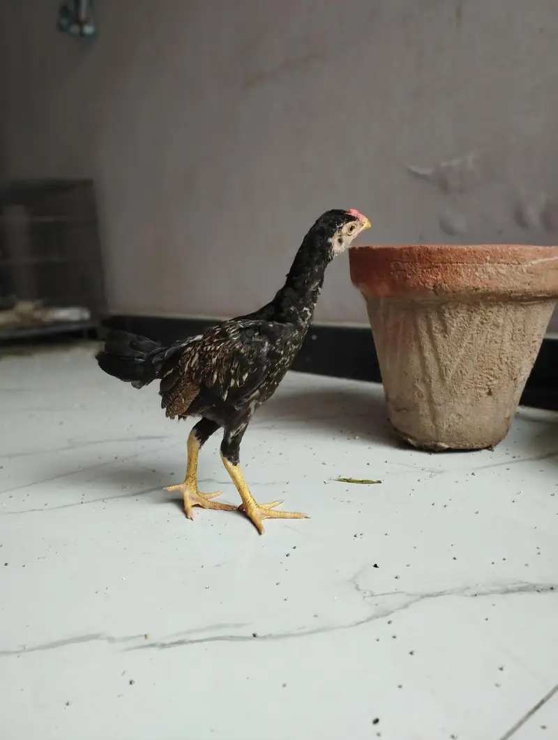 Mianwali Aseel Female — photo 2
