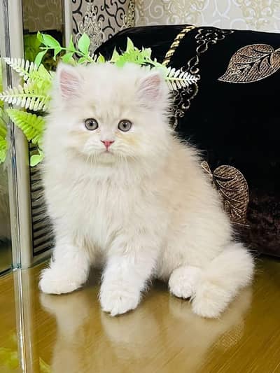 Persian cat and kitten