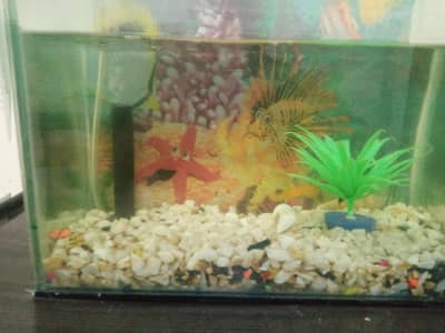 Fishes with aquarium