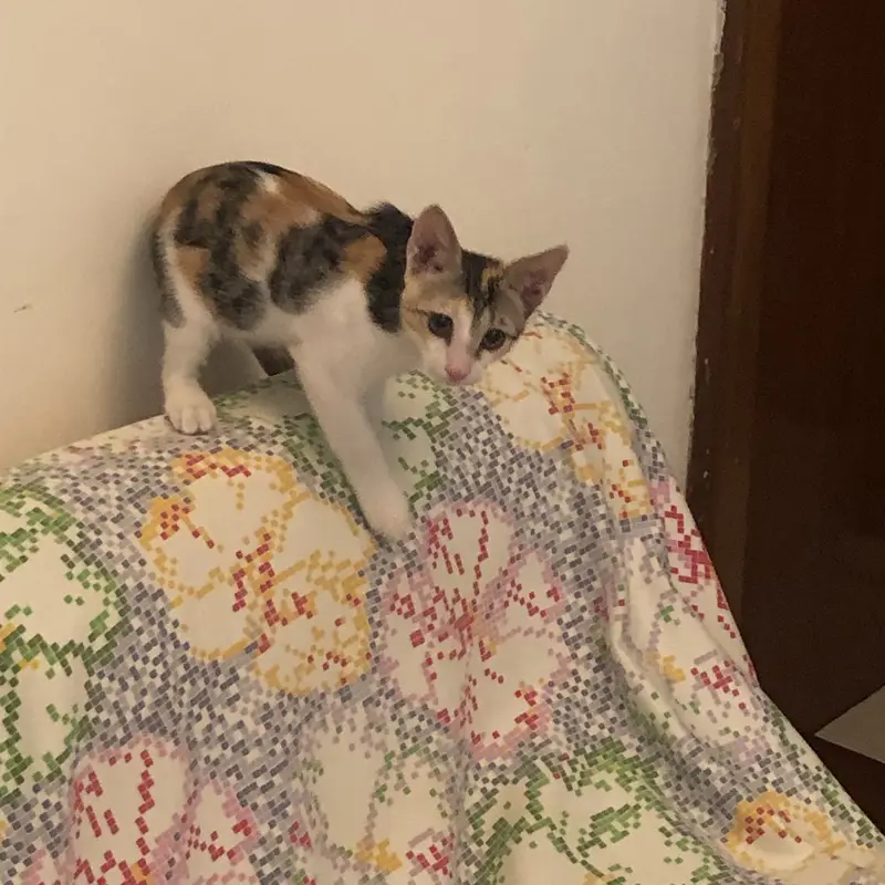 Cute playful Kittens — photo 2
