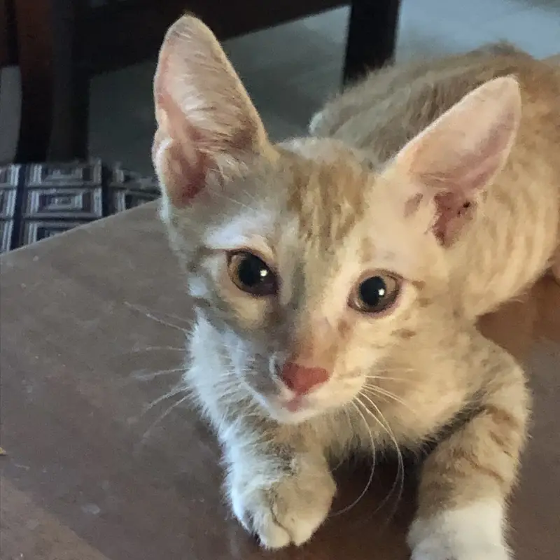 Cute playful Kittens — photo 3