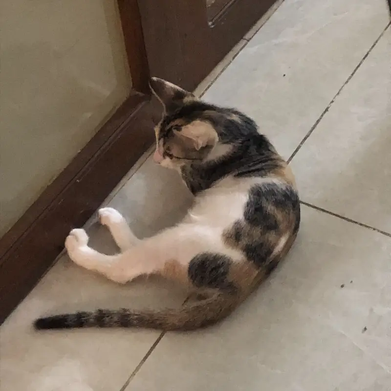 Cute playful Kittens — photo 4