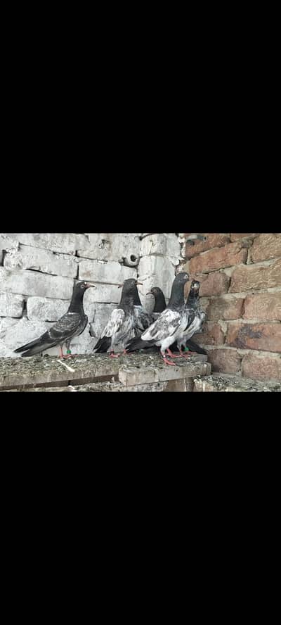 teddy baby pigeons