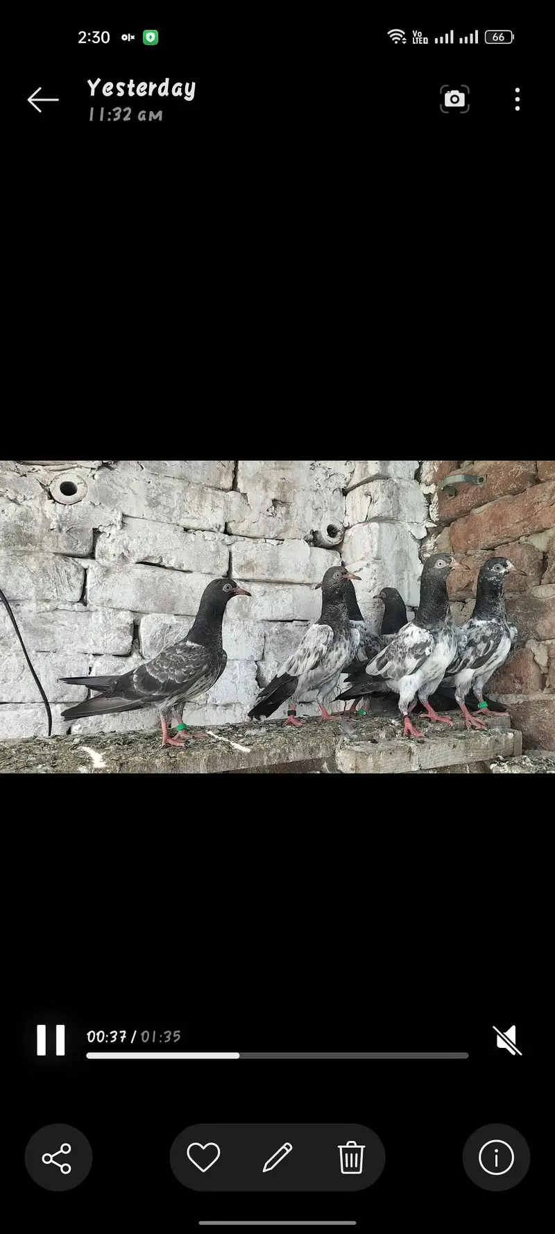 teddy baby pigeons — photo 2
