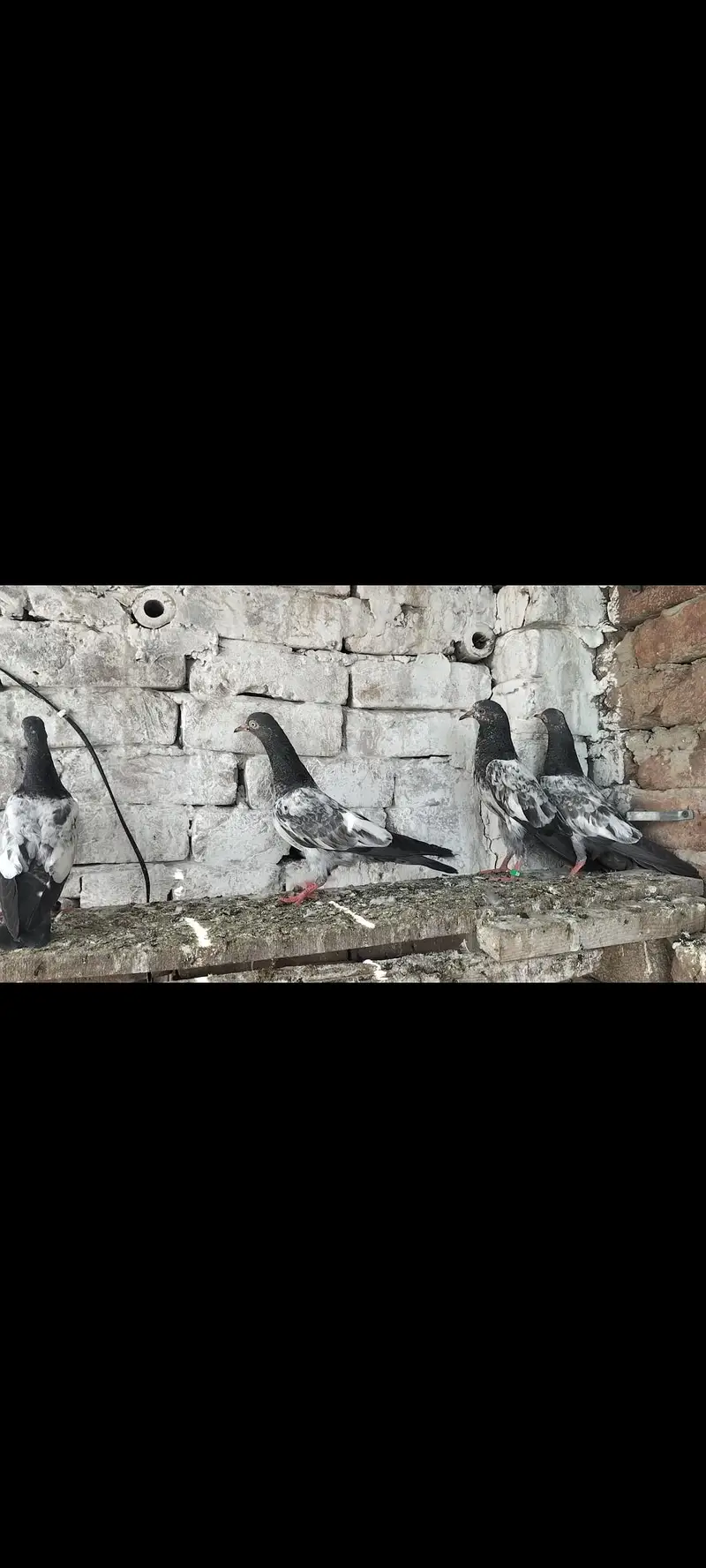 teddy baby pigeons — photo 3