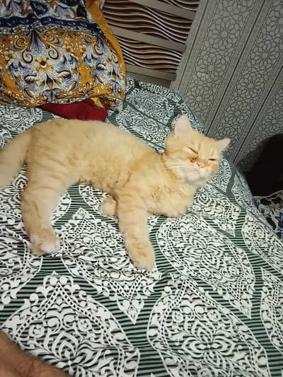 persian cat male and female pair hai /punch/ vaccination card bi hai